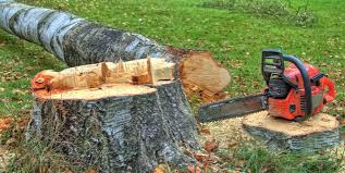 How Our Tree Care Process Works  in  Glendale, CA