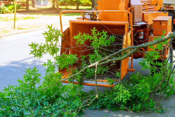 Best Lawn Renovation and Restoration  in Glendale, CA