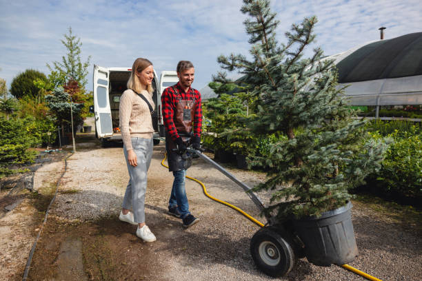 Professional Tree Services in Glendale, CA
